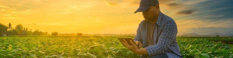 A person using tab in a green farm