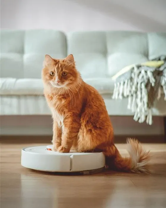 A cat sitting on a white and blue scale, looking curiously at its surroundings.