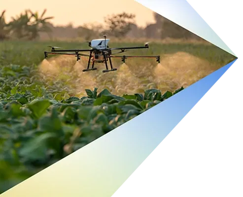 A drone hovers above a lush green cornfield, capturing aerial views of the crops below.