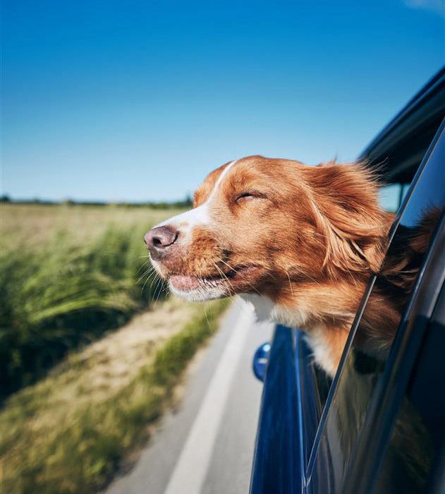 A dog sticking out head in car window.